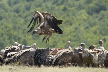 Griffon Vulture clipart