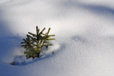 Tree in snow clipart