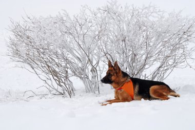 köpek kurtarıcı