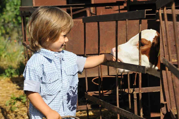子牛を持つ子供 — ストック写真