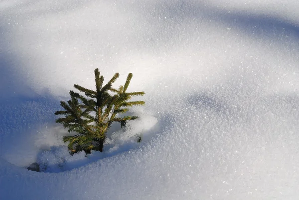 Träd i snö — Stockfoto