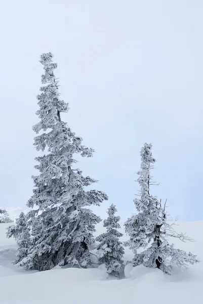 Alberi congelati — Foto Stock