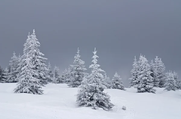 Karlı ağaçların — Stok fotoğraf