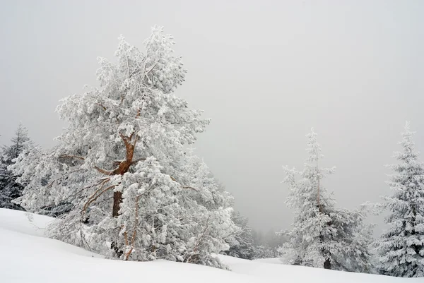बर्फ झाडे — स्टॉक फोटो, इमेज