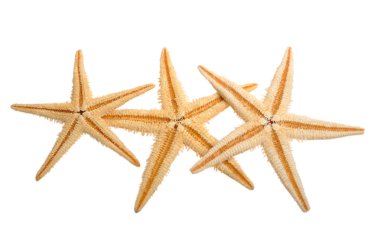 Deniz yıldızı