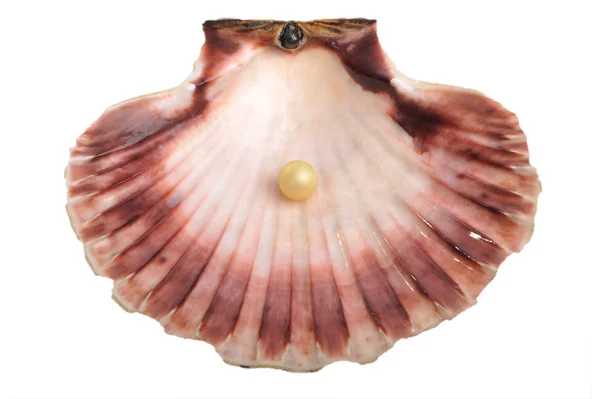 ムール貝の真珠 — ストック写真