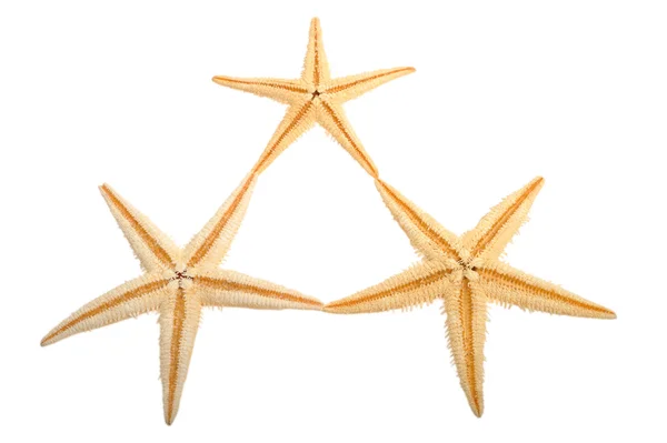 stock image Sea star