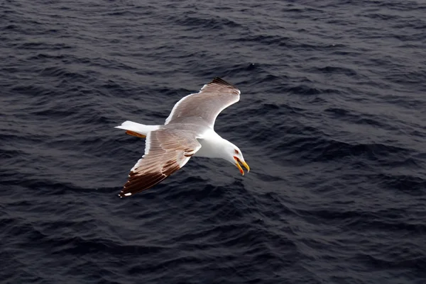 Seagull vliegt — Stockfoto