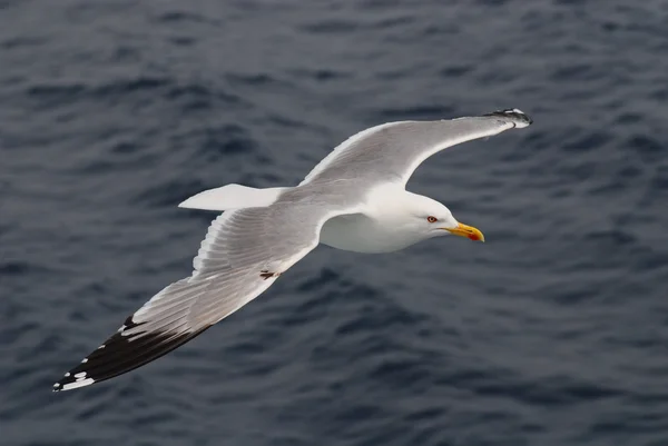 stock image Seagull