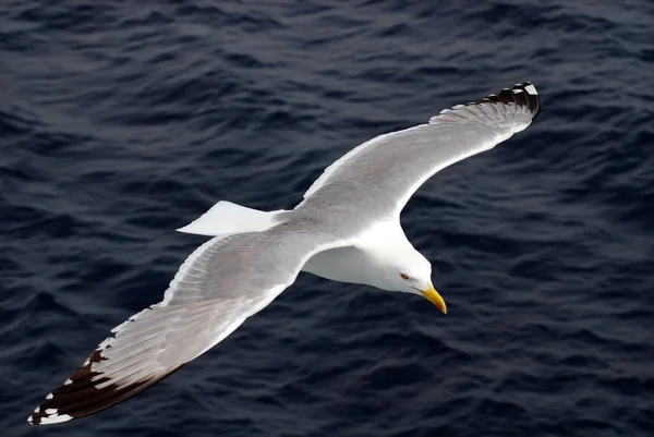 stock image Seagull flies