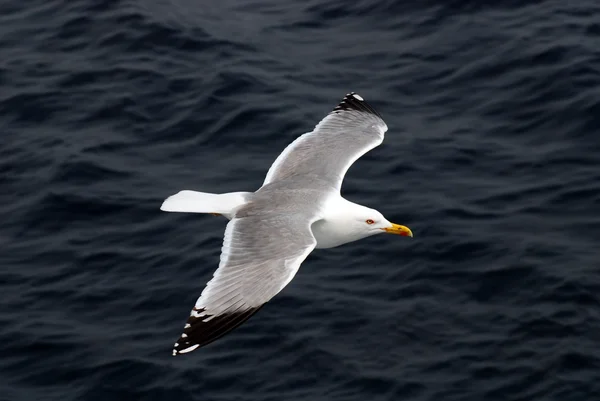 stock image Seagull flies