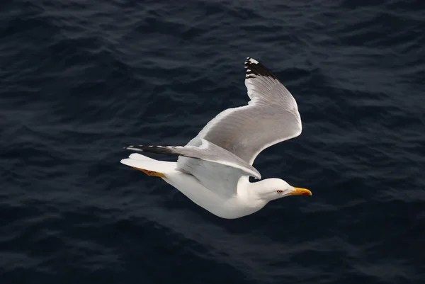 stock image Gull