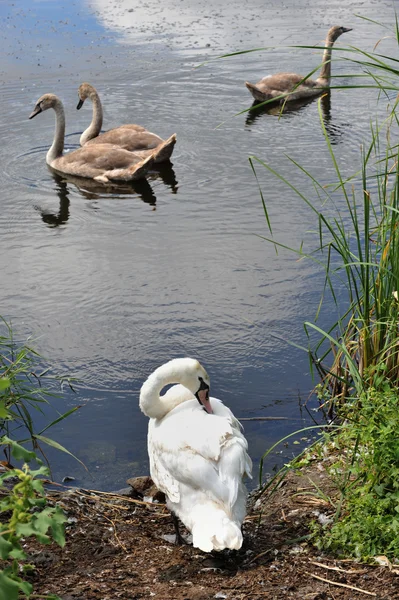 Swan — Stock Photo, Image