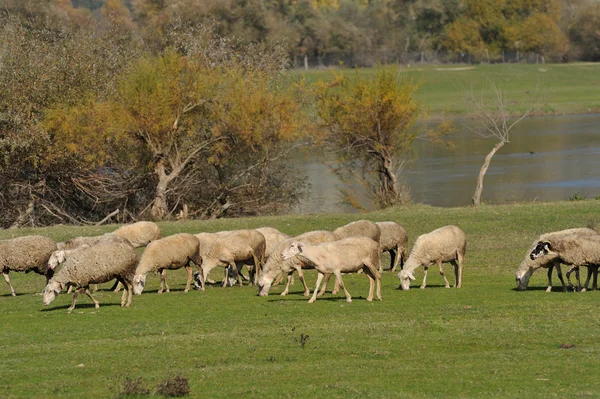 Herd sheep — Stock Photo, Image