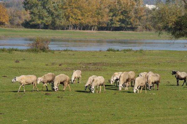 Herd sheep — Stock Photo, Image