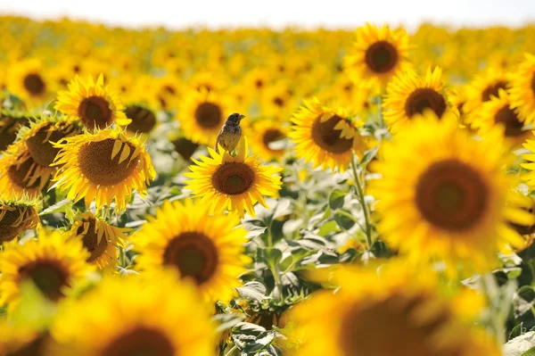 stock image Sunflower and bird