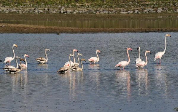 Flamingo göl — Stok fotoğraf