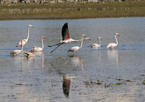 Flamingo in flight — Stock Photo, Image