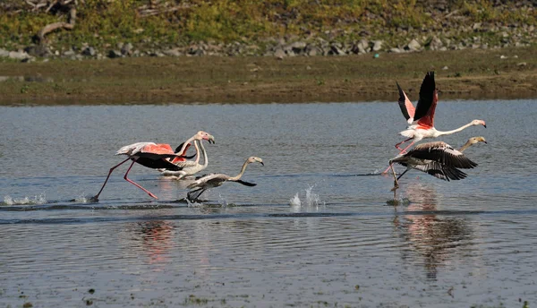 Flamingo em voo — Fotografia de Stock