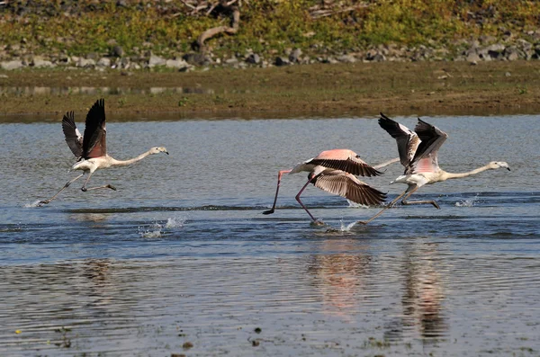 Flamingo en vuelo — Foto de Stock