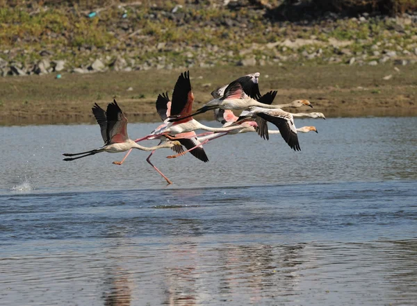 Flamingo auf der Flucht — Stockfoto