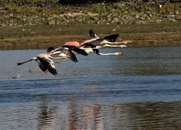 Flamingo uçuş — Stok fotoğraf
