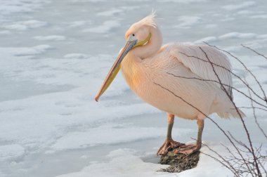 pembe Pelikan