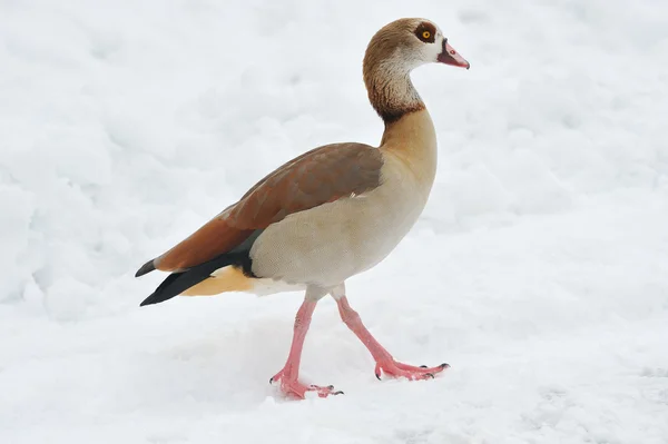 stock image Egyptian goose