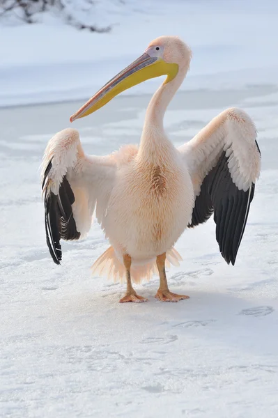 Pelikan różowy — Zdjęcie stockowe