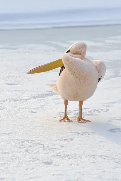 Pelikan różowy — Zdjęcie stockowe