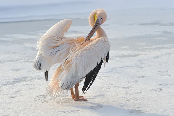 Pembe Pelikan — Stok fotoğraf