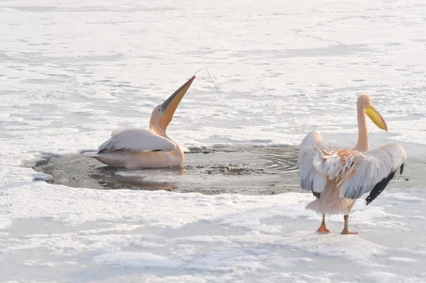 Pembe Pelikan — Stok fotoğraf