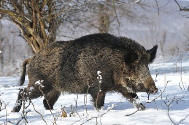 Wild boar clipart