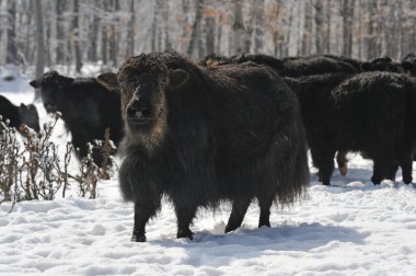 Tibet sığırı