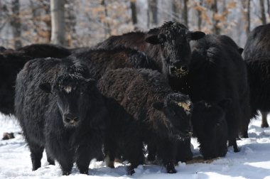 Tibet sığırı