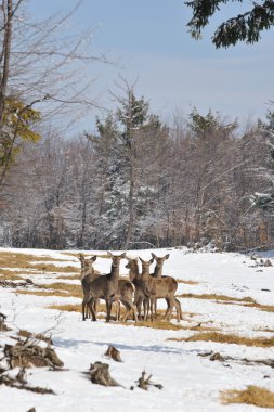 Doe