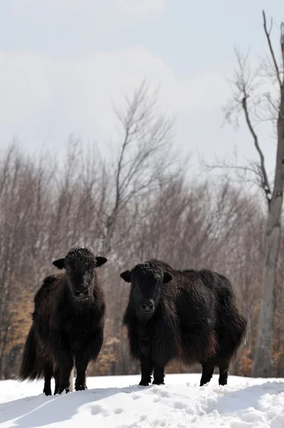 Tibet sığırı — Stok fotoğraf