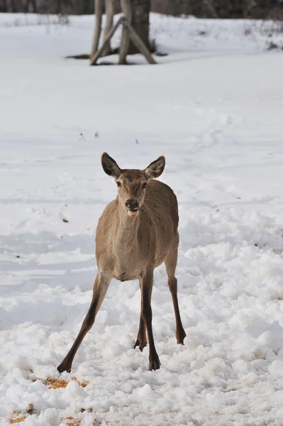 Deer roe — Stock fotografie