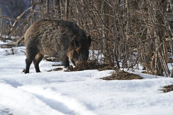 Wild boar — Stock Photo, Image