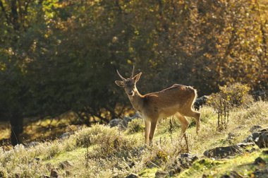 Fallow deer clipart