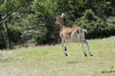 Fallow deer clipart