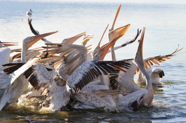 Pelicans fighting over food clipart