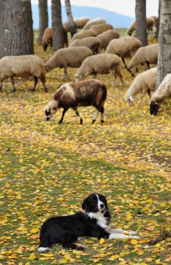 Guard dog clipart