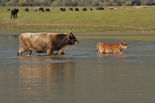 Cow and calf — ストック写真