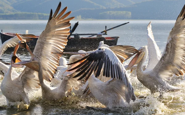 Pelicanos — Fotografia de Stock