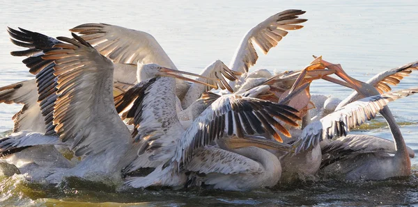 Пеликаны сражаются за еду — стоковое фото
