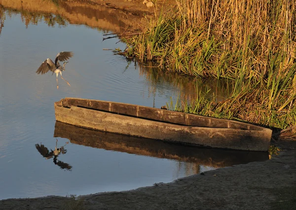 Heron ve ahşap tekne — Stok fotoğraf