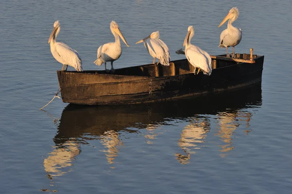 Pelikan bir tekne — Stok fotoğraf