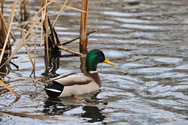 stock image Mallard