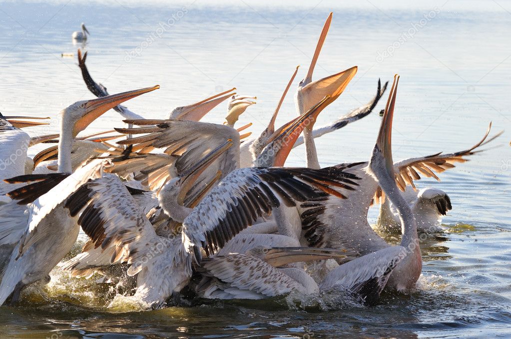 Pelicans fighting over food